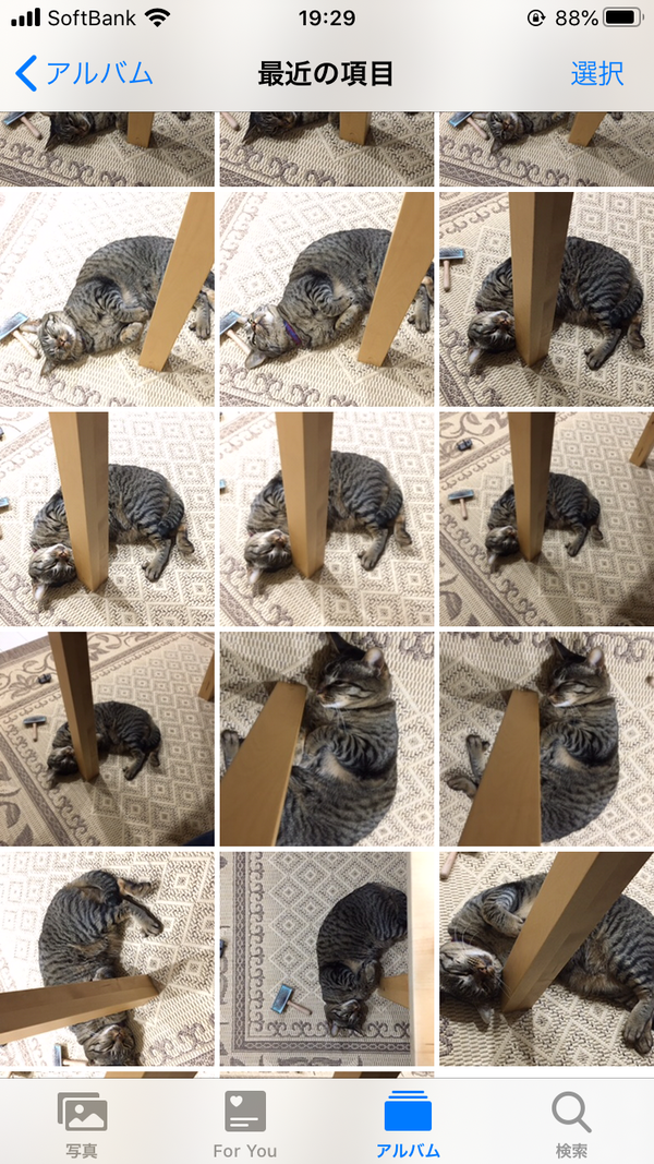 猫写真