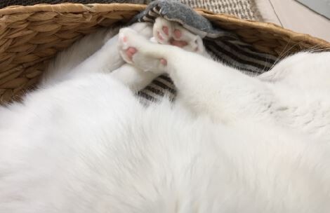 キャプチャ