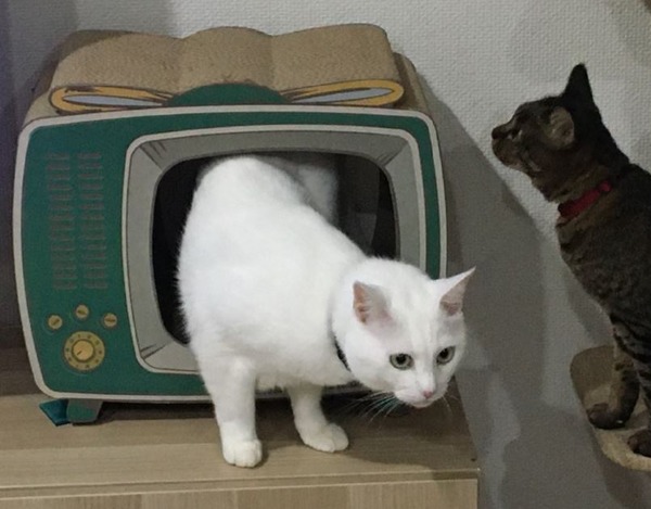 キャプチャ2
