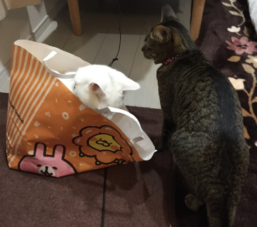 キャプチャ