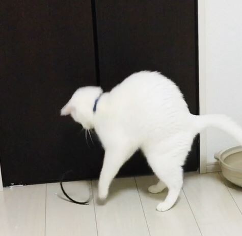 キャプチャ