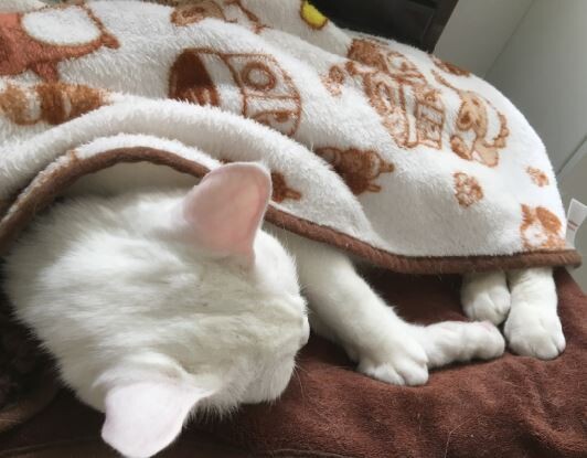キャプチャ