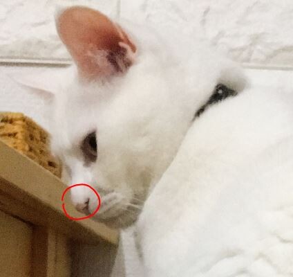 キャプチャ