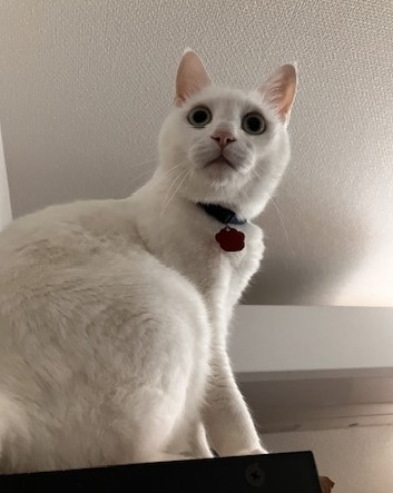 猫お話サムネ