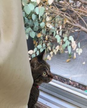 キャプチャ