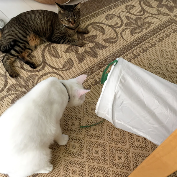 キャプチャ