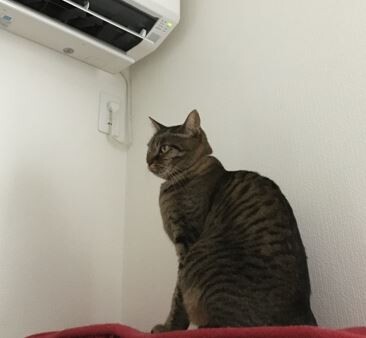 キャプチャ