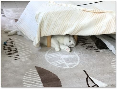 キャプチャ