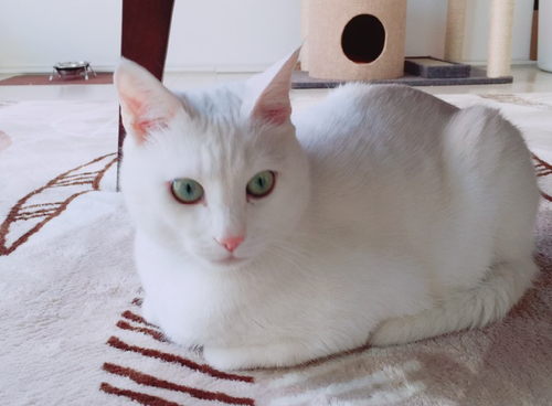 キャプチャ