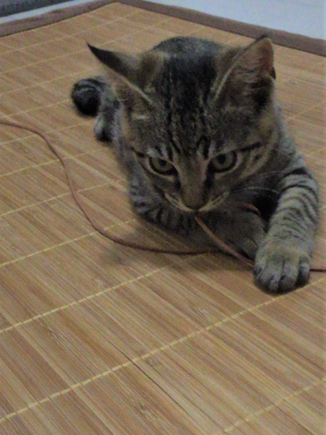 キャプチャ2