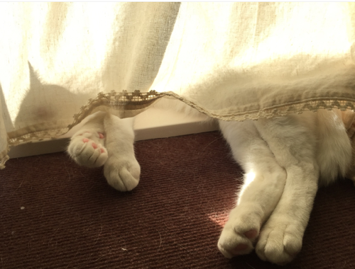 キャプチャ