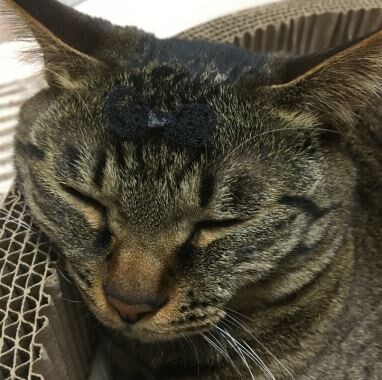 キャプチャ3