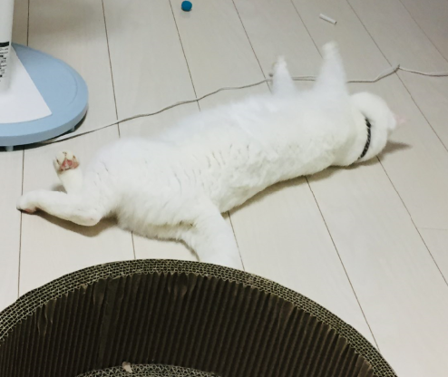 キャプチャ2