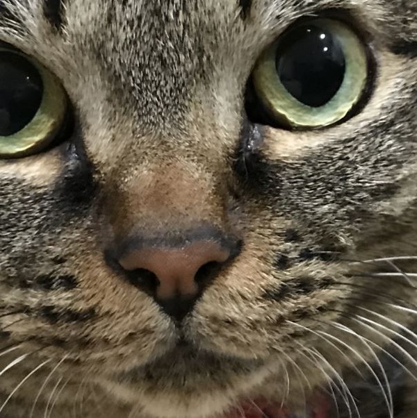 キャプチャ