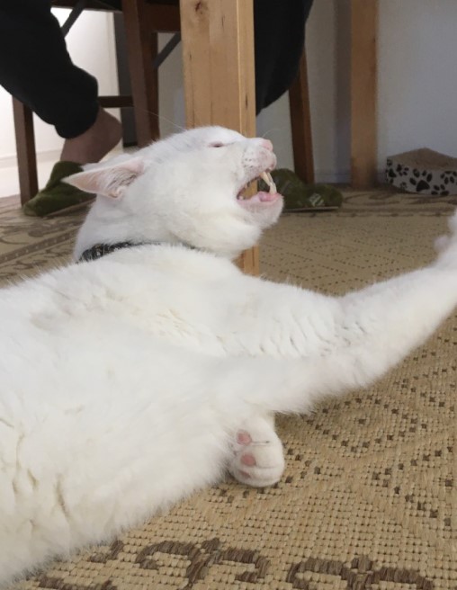 猫のぶちゃ顔