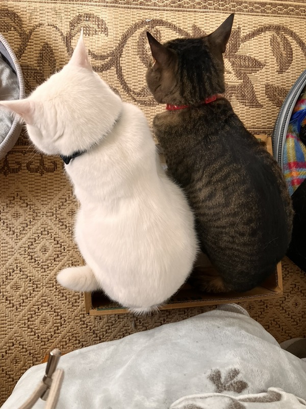 IMG_5316