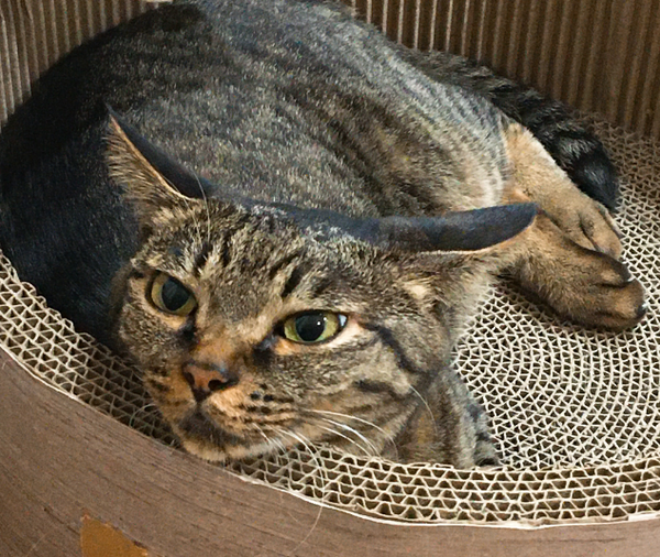 イカ耳グリさん