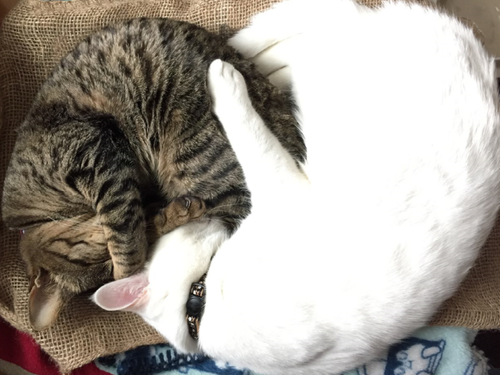 キャプチャ