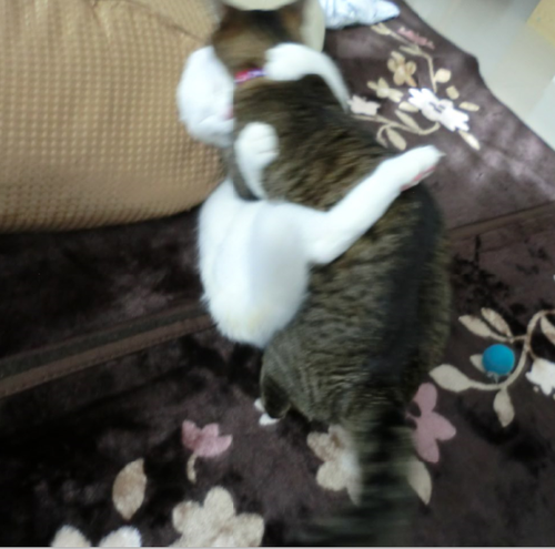 キャプチャ3