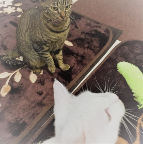 キャプチャ