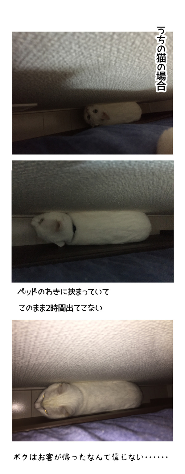 ビビリ猫2