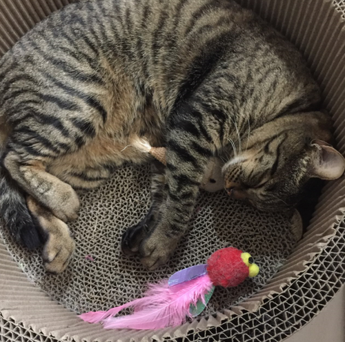 キャプチャ