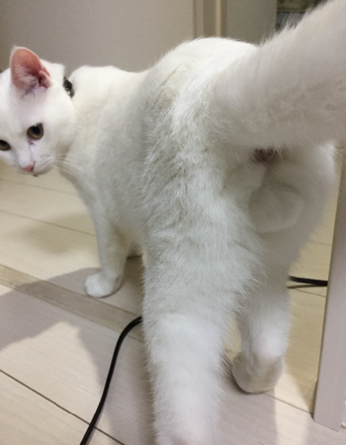 キャプチャ