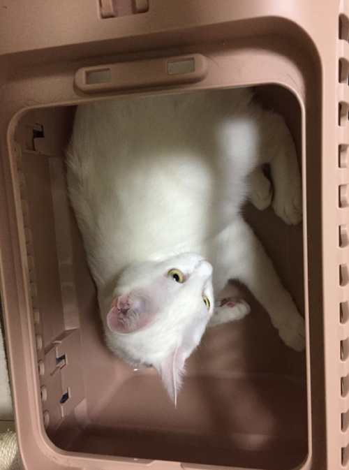 キャプチャ