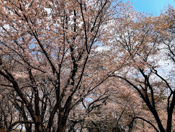 江戸東京たてもの園桜