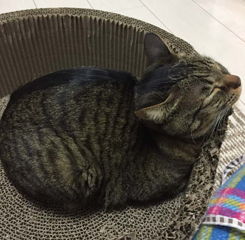 キャプチャ