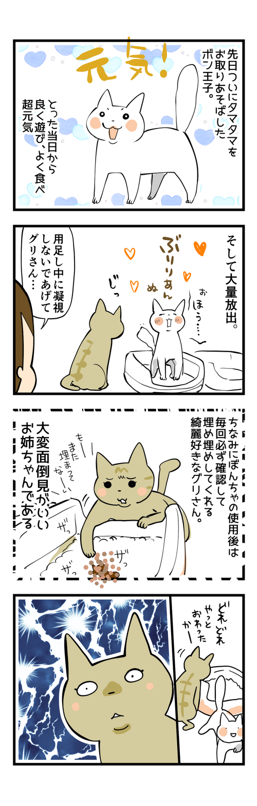 ぼんくんのお腹