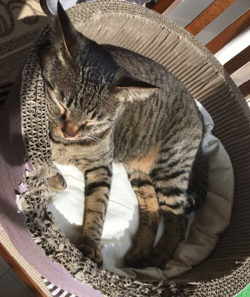 キャプチャ
