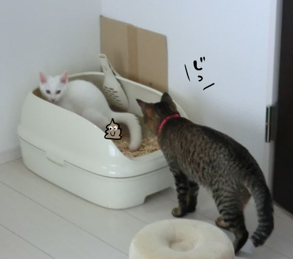 キャプチャ