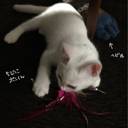 キャプチャ