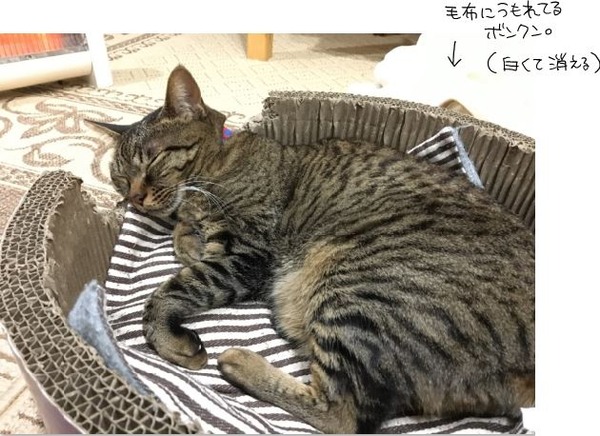 neko