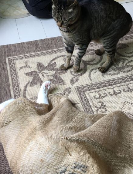 キャプチャ