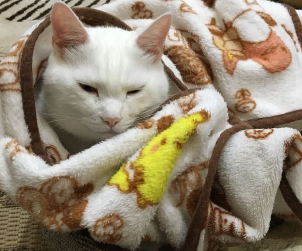 キャプチャ