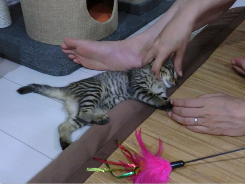 キャプチャ