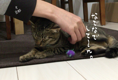 キャプチャ