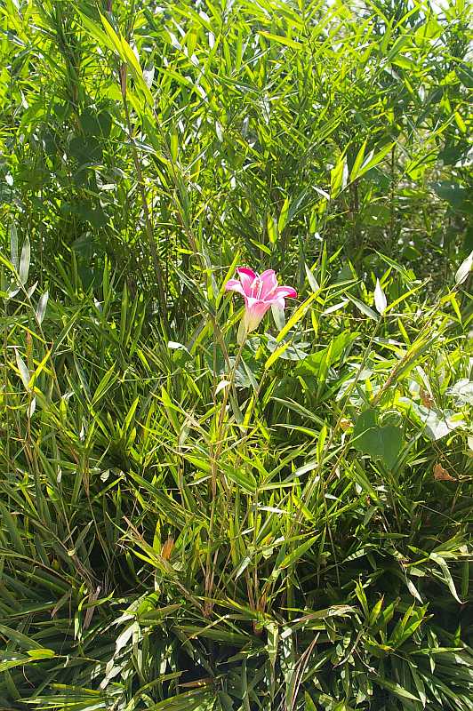 笹の花? : bhutan92