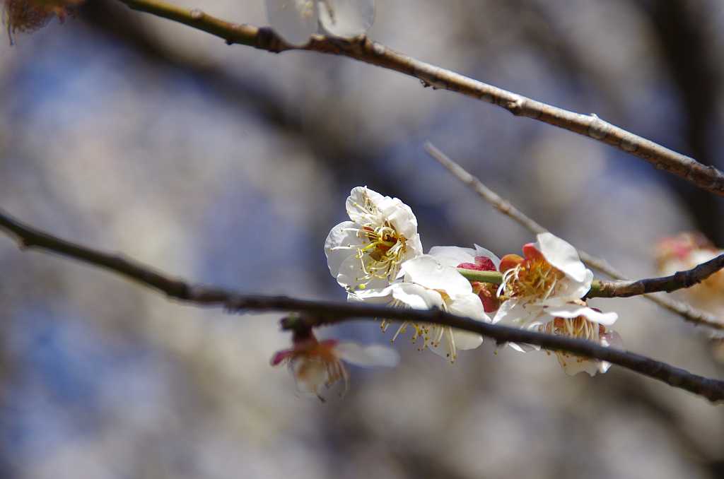 梅の花 実梅 : bhutan92