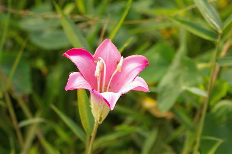 笹の花? : bhutan92