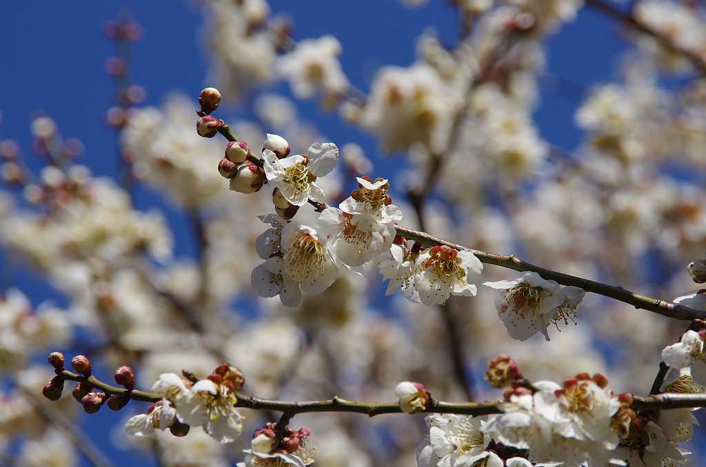 梅の花 実梅 : bhutan92