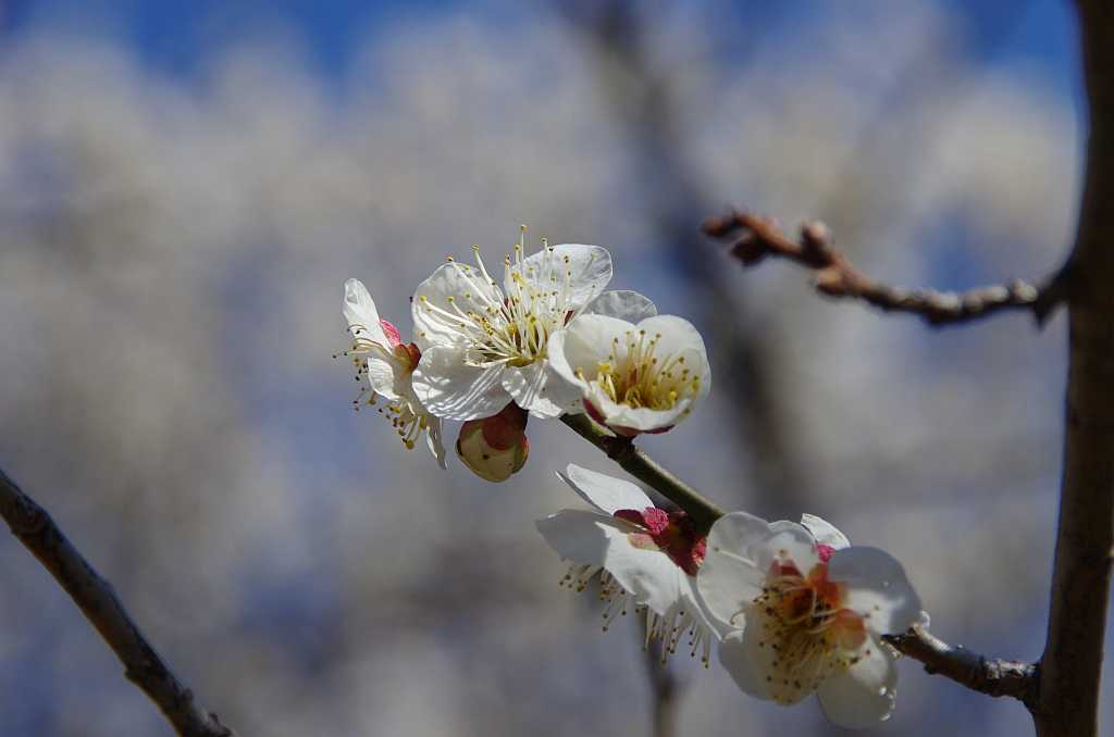 梅の花 実梅 : bhutan92