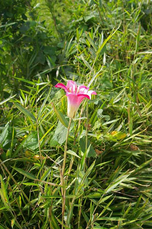 笹の花? : bhutan92