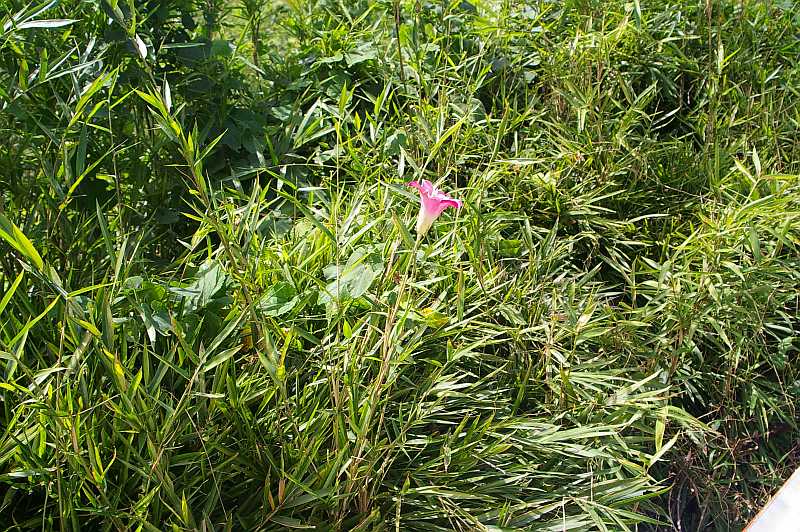 笹の花? : bhutan92