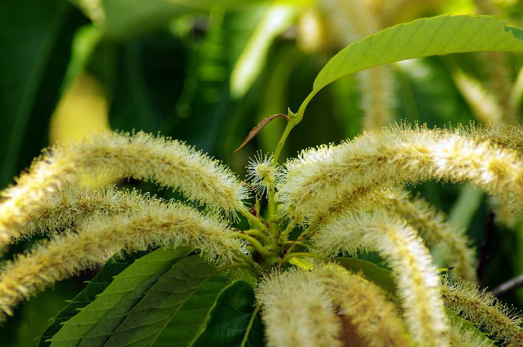 栗の花 : bhutan92