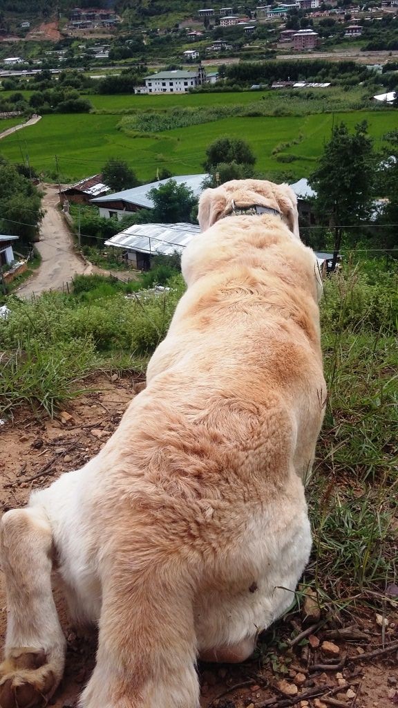 パンバンの町とダショー西岡氏 ブータン ダイアリー Bhutan Diary