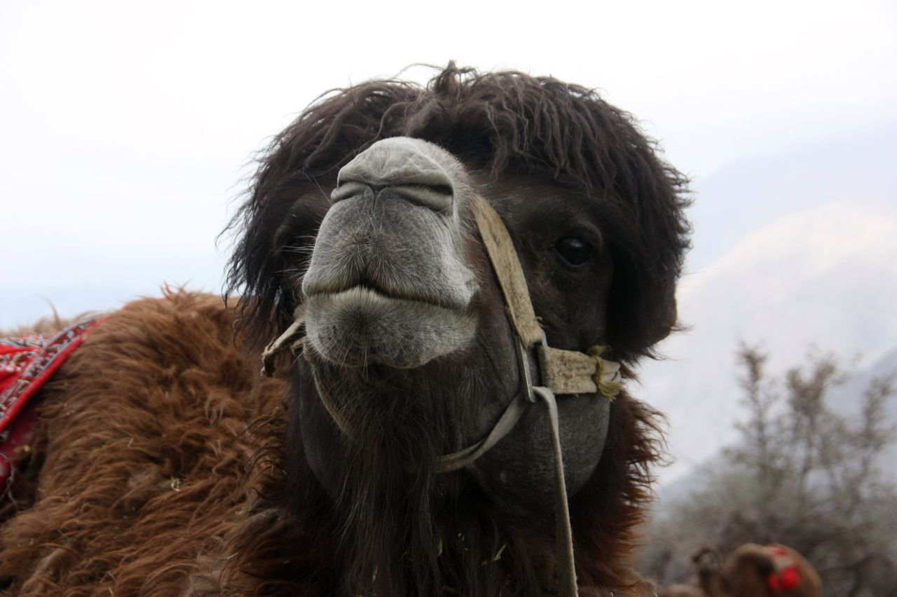 ヌブラ谷でフタコブラクダに乗る : ブータン・ダイアリー Bhutan Diary