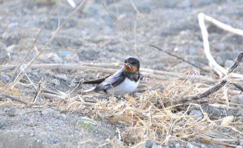 【野鳥写真】『ツバメ』 : びばのら